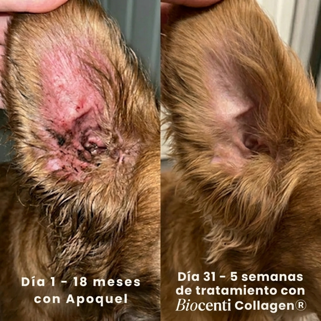 Colágeno Líquido Premium Para Mascotas de Biocenti